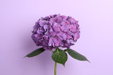 Branch of hortensia plant with delicate flowers on violet background Photo of Branch of hortensia plant with delicate flowers on violet background
