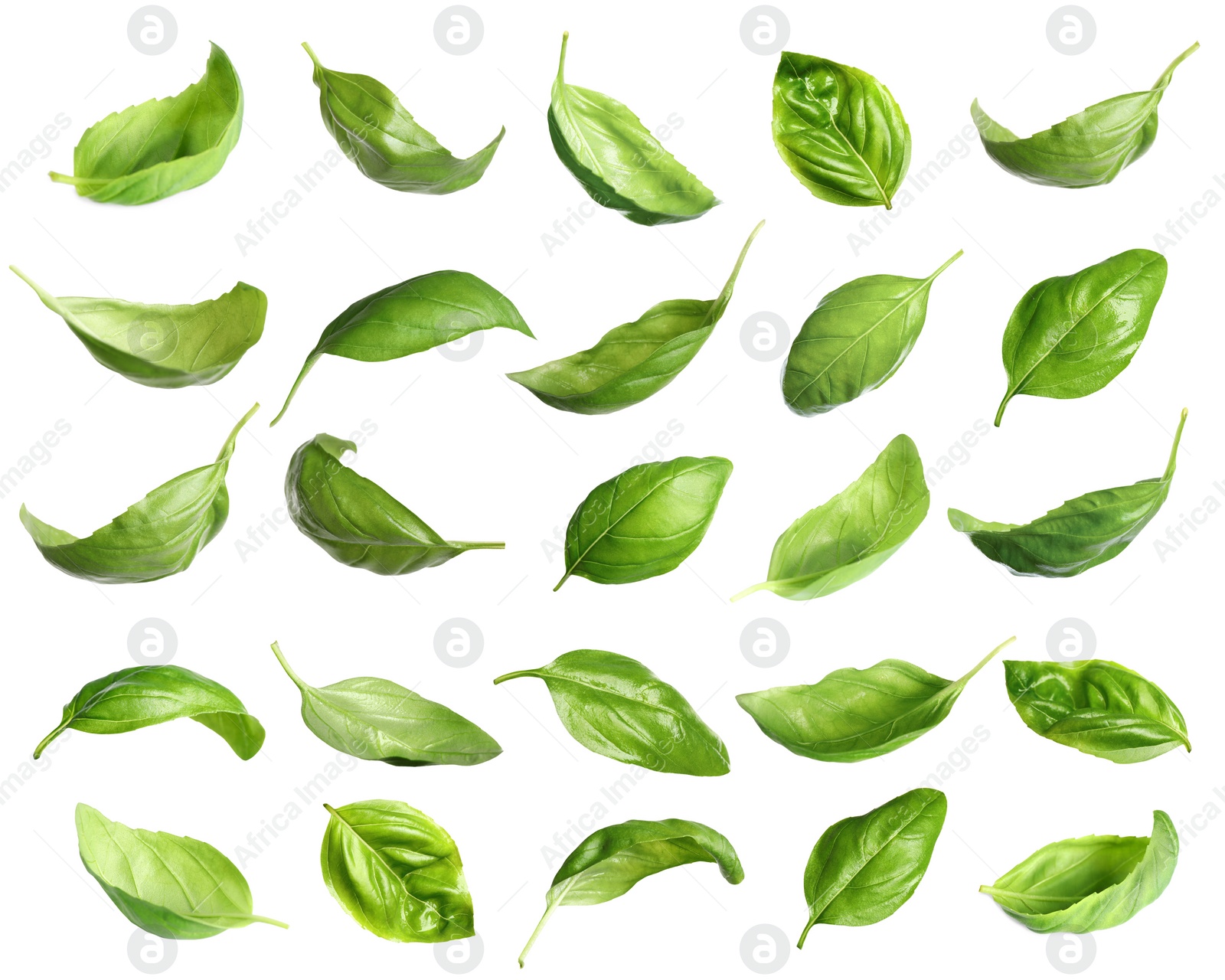 Image of Set of fresh green basil leaves on white background