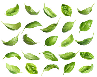 Image of Set of fresh green basil leaves on white background