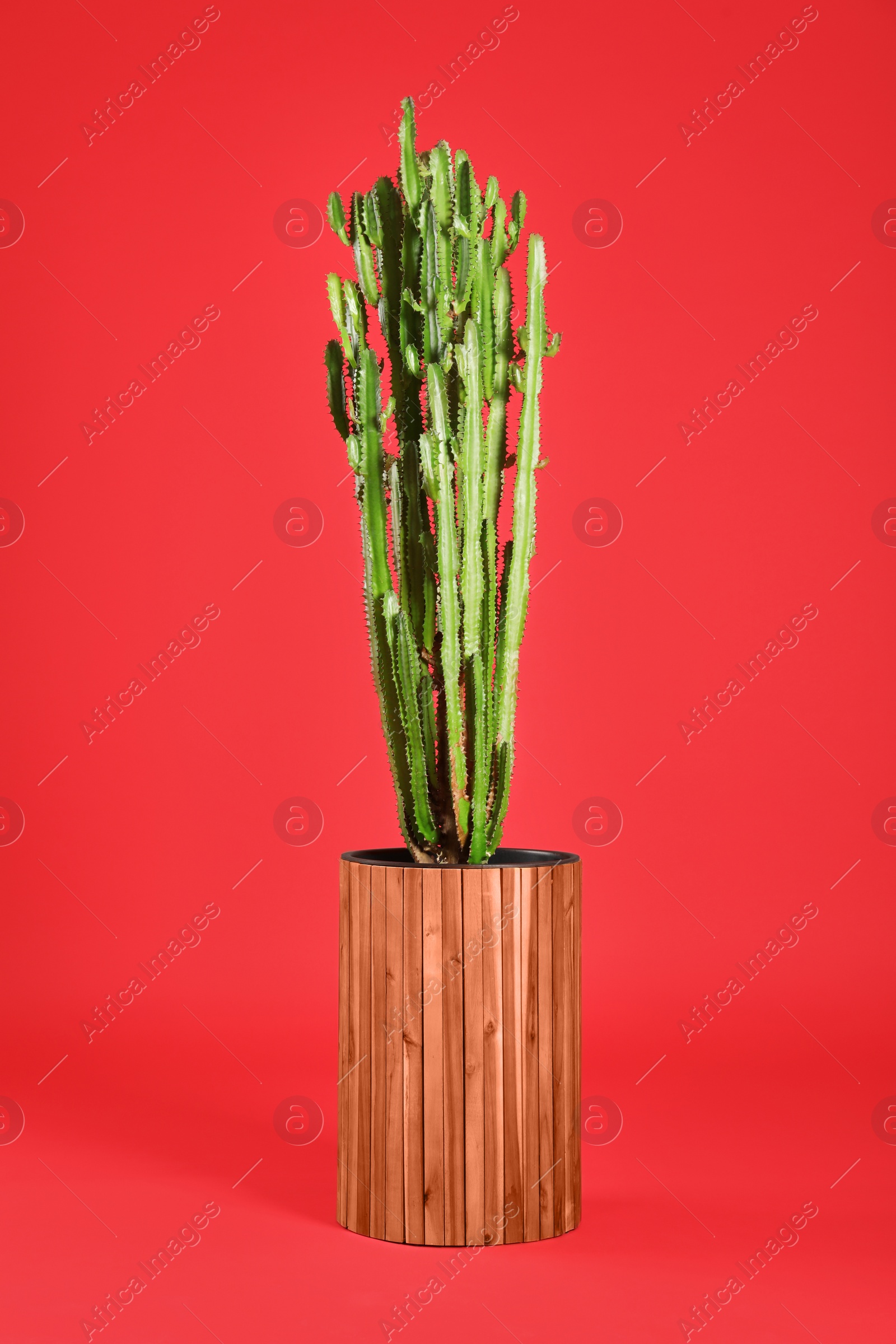 Beautiful cactus on red background. Tropical plant Photo of Beautiful cactus on red background. Tropical plant