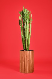Beautiful cactus on red background. Tropical plant Photo of Beautiful cactus on red background. Tropical plant