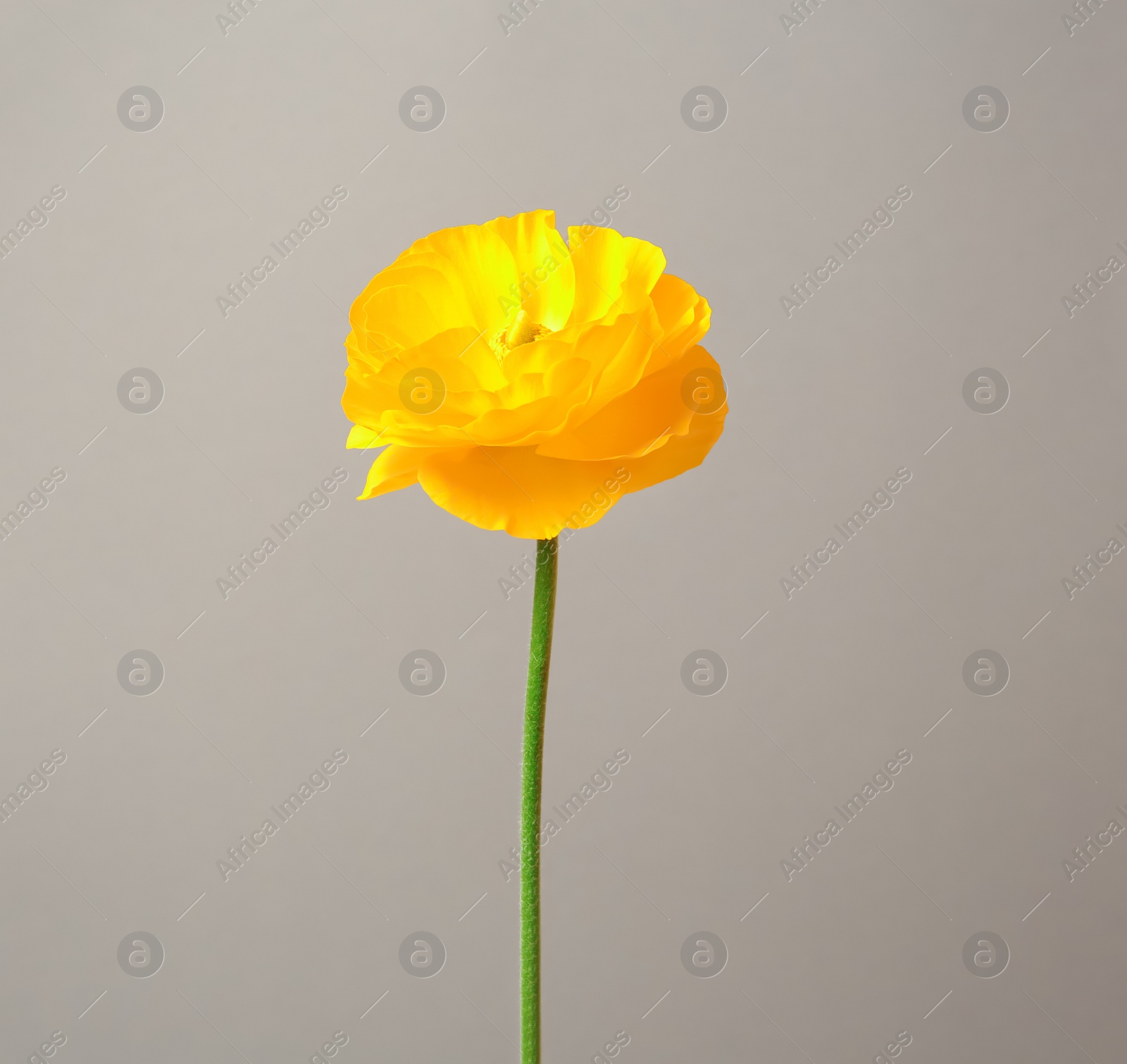 Beautiful ranunculus flower on grey background Photo of Beautiful ranunculus flower on grey background