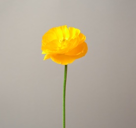 Beautiful ranunculus flower on grey background Photo of Beautiful ranunculus flower on grey background