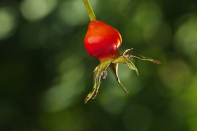 Ripe rose hip berry outdoors on sunny day, closeup Photo of Ripe rose hip berry outdoors on sunny day, closeup