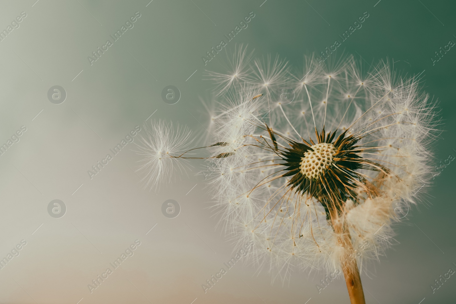 Beautiful dandelion flower on light blue background, closeup. Space for text Photo of Beautiful dandelion flower on light blue background, closeup. Space for text