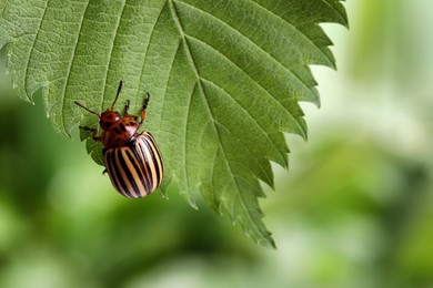 Colorado potato beetle on green leaf against blurred background, closeup. Space for text Photo of Colorado potato beetle on green leaf against blurred background, closeup. Space for text