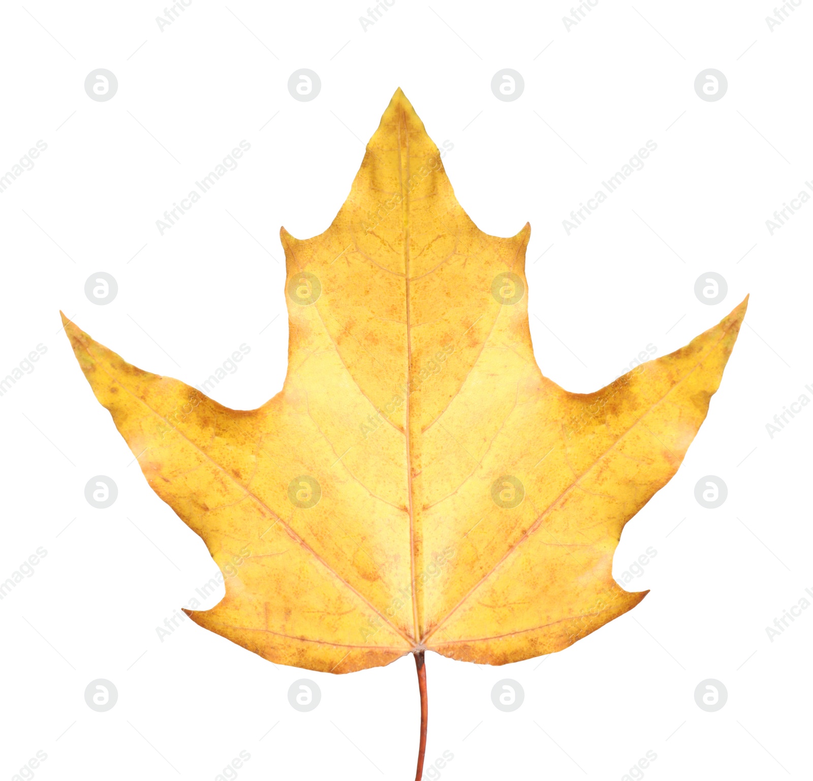 Beautiful leaf isolated on white. Autumn season Photo of Beautiful leaf isolated on white. Autumn season