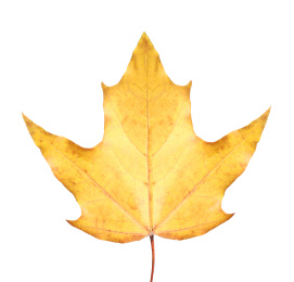 Photo of Beautiful leaf isolated on white. Autumn season