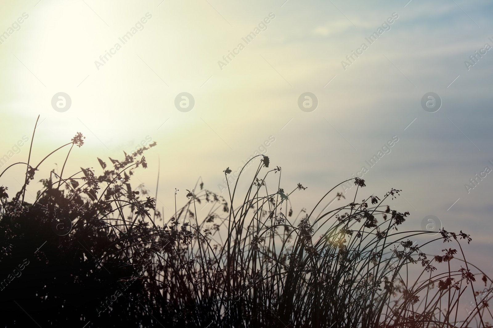 Beautiful wild flowers against sky at sunrise. Early morning landscape Photo of Beautiful wild flowers against sky at sunrise. Early morning landscape