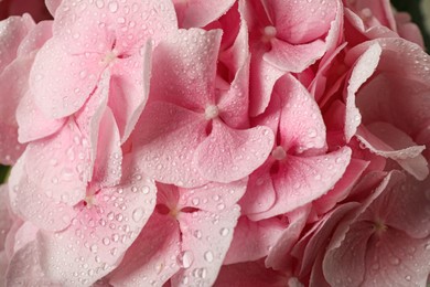 Beautiful pink hortensia flowers with water drops as background, closeup Photo of Beautiful pink hortensia flowers with water drops as background, closeup