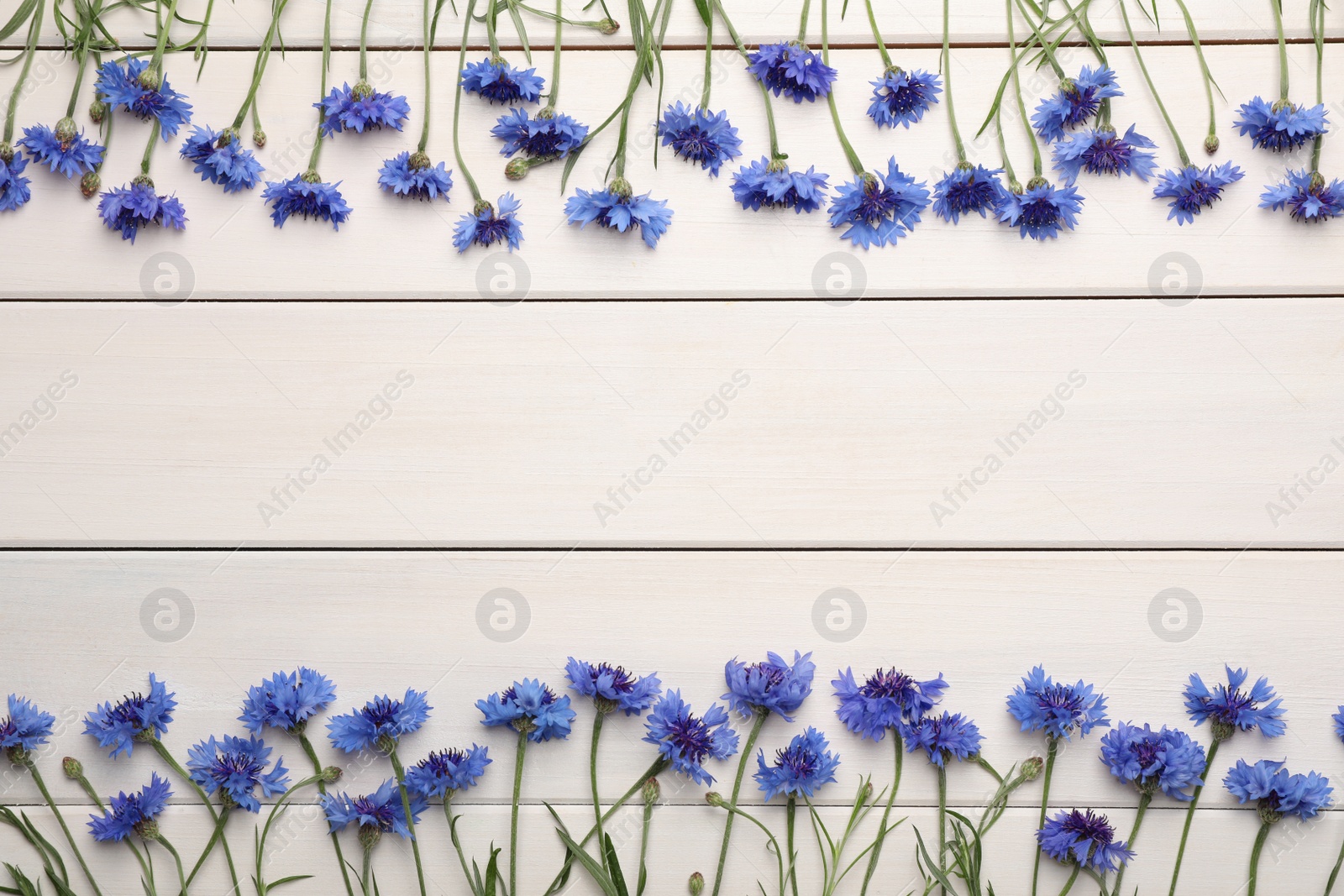Frame of beautiful blue cornflowers on white wooden background, flat lay. Space for text Photo of Frame of beautiful blue cornflowers on white wooden background, flat lay. Space for text