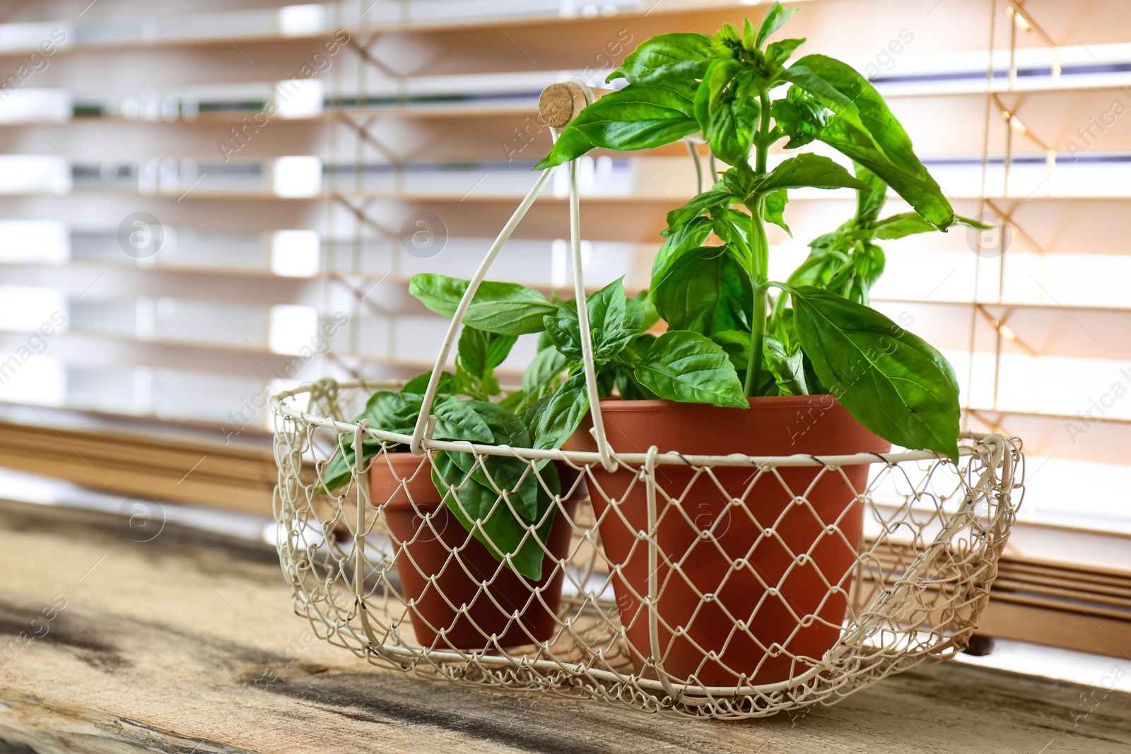 Fresh green basil in pots on wooden window sill Photo of Fresh green basil in pots on wooden window sill