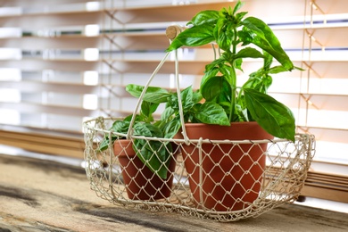 Fresh green basil in pots on wooden window sill Photo of Fresh green basil in pots on wooden window sill