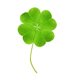 Fresh green four-leaf clover on white background Image of Fresh green four-leaf clover on white background