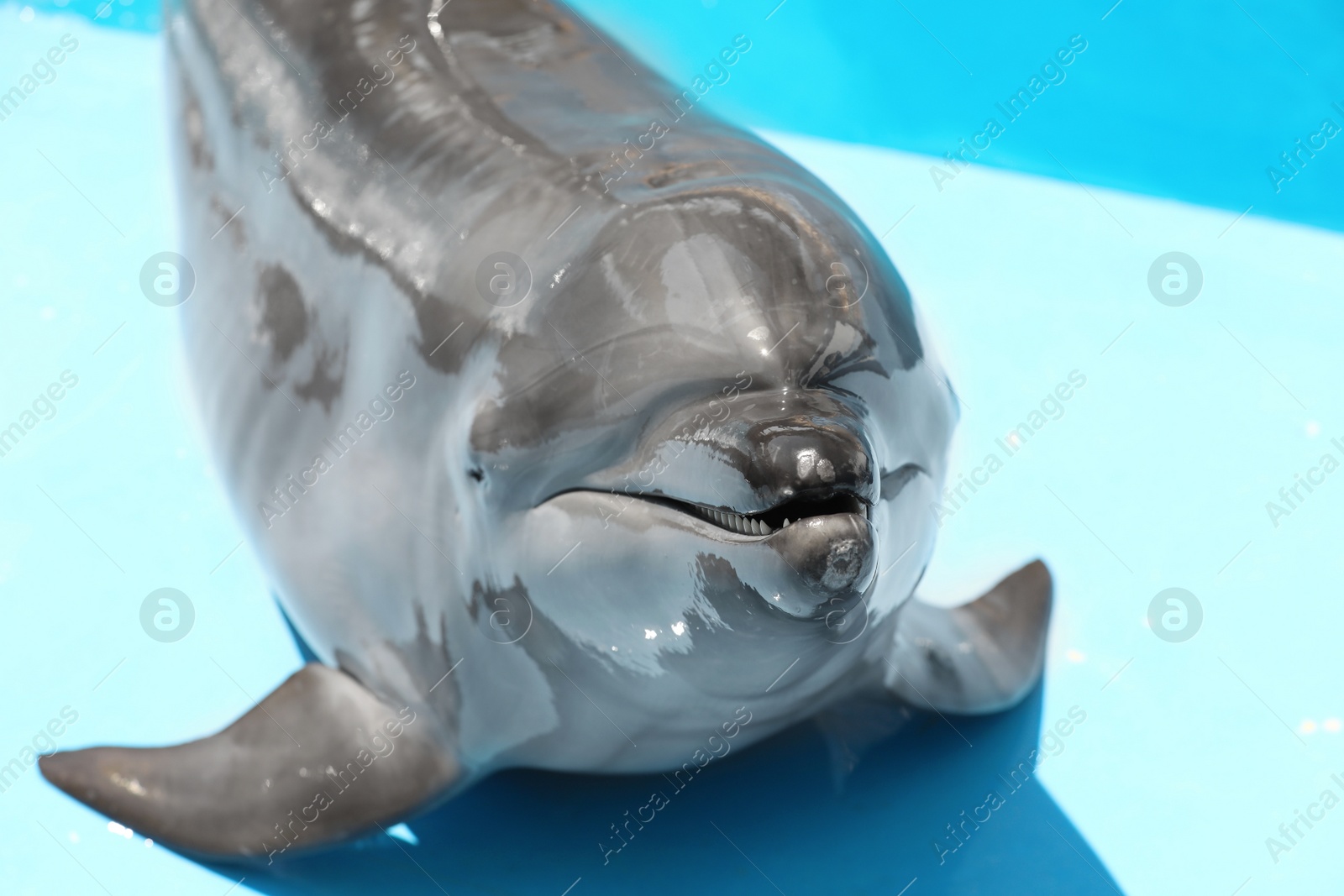 Cute grey dolphin at poolside on sunny day, closeup Photo of Cute grey dolphin at poolside on sunny day, closeup