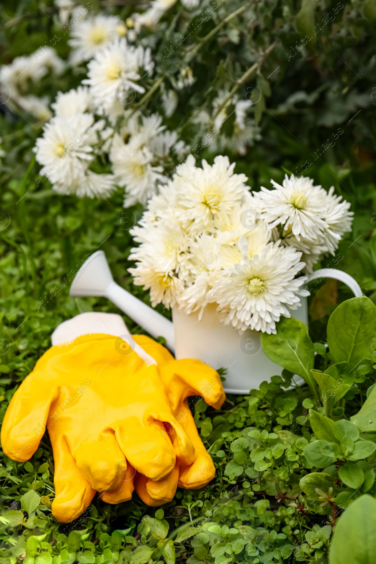 Gardening gloves and watering can with flowers on green grass Photo of Gardening gloves and watering can with flowers on green grass