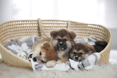 Adorable Akita Inu puppies in dog bed indoors Photo of Adorable Akita Inu puppies in dog bed indoors