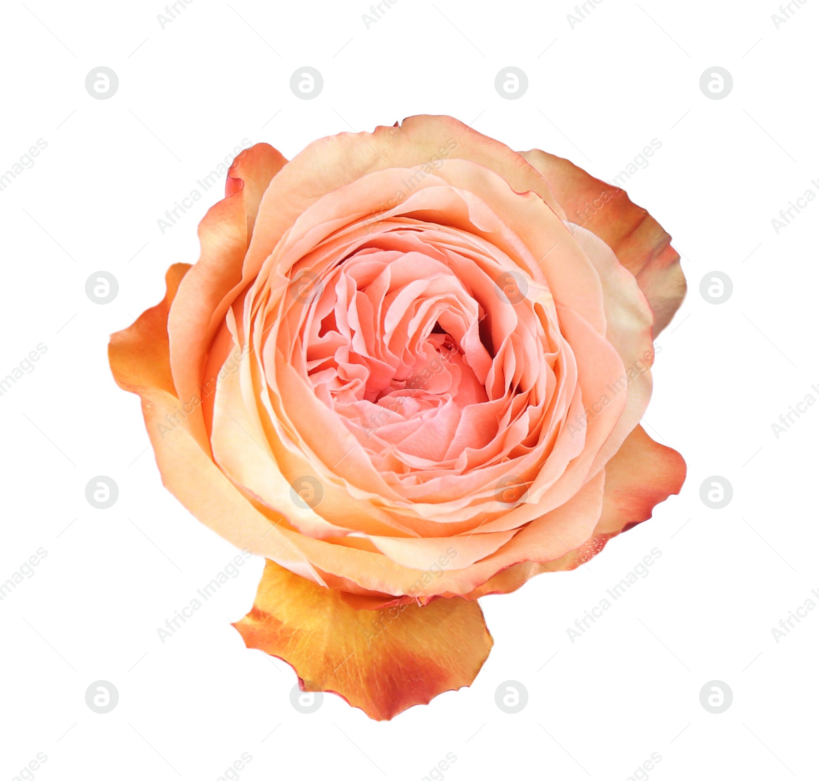 Beautiful fresh rose flower on white background Photo of Beautiful fresh rose flower on white background