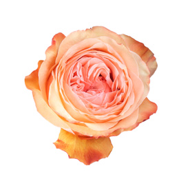 Beautiful fresh rose flower on white background Photo of Beautiful fresh rose flower on white background