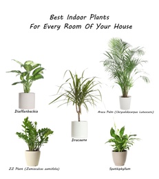 Set of best house plants on white background Image of Set of best house plants on white background