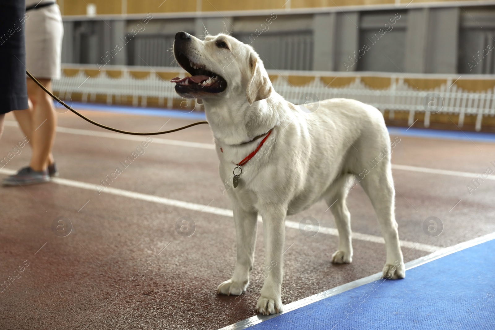 Owner with adorable Labrador Retriever indoors at dog show, closeup Image of Owner with adorable Labrador Retriever indoors at dog show, closeup
