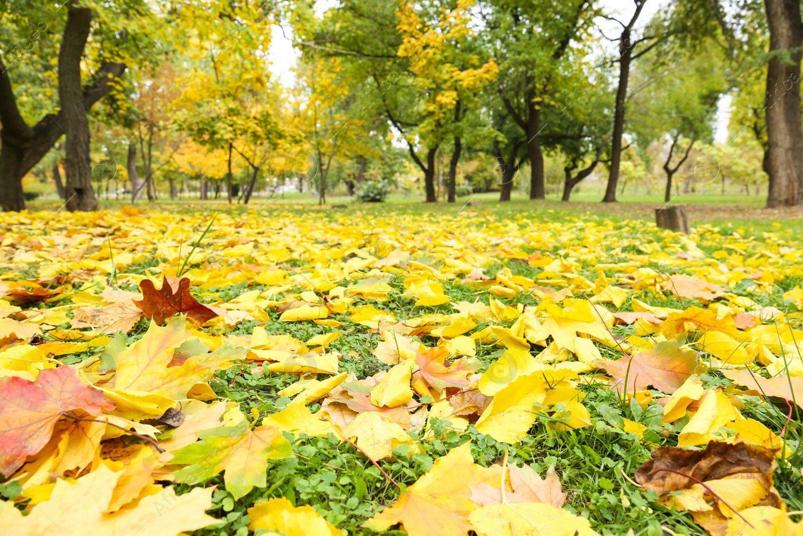 Colorful autumn leaves on green lawn in park Photo of Colorful autumn leaves on green lawn in park