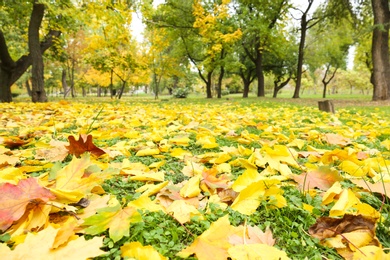 Colorful autumn leaves on green lawn in park Photo of Colorful autumn leaves on green lawn in park