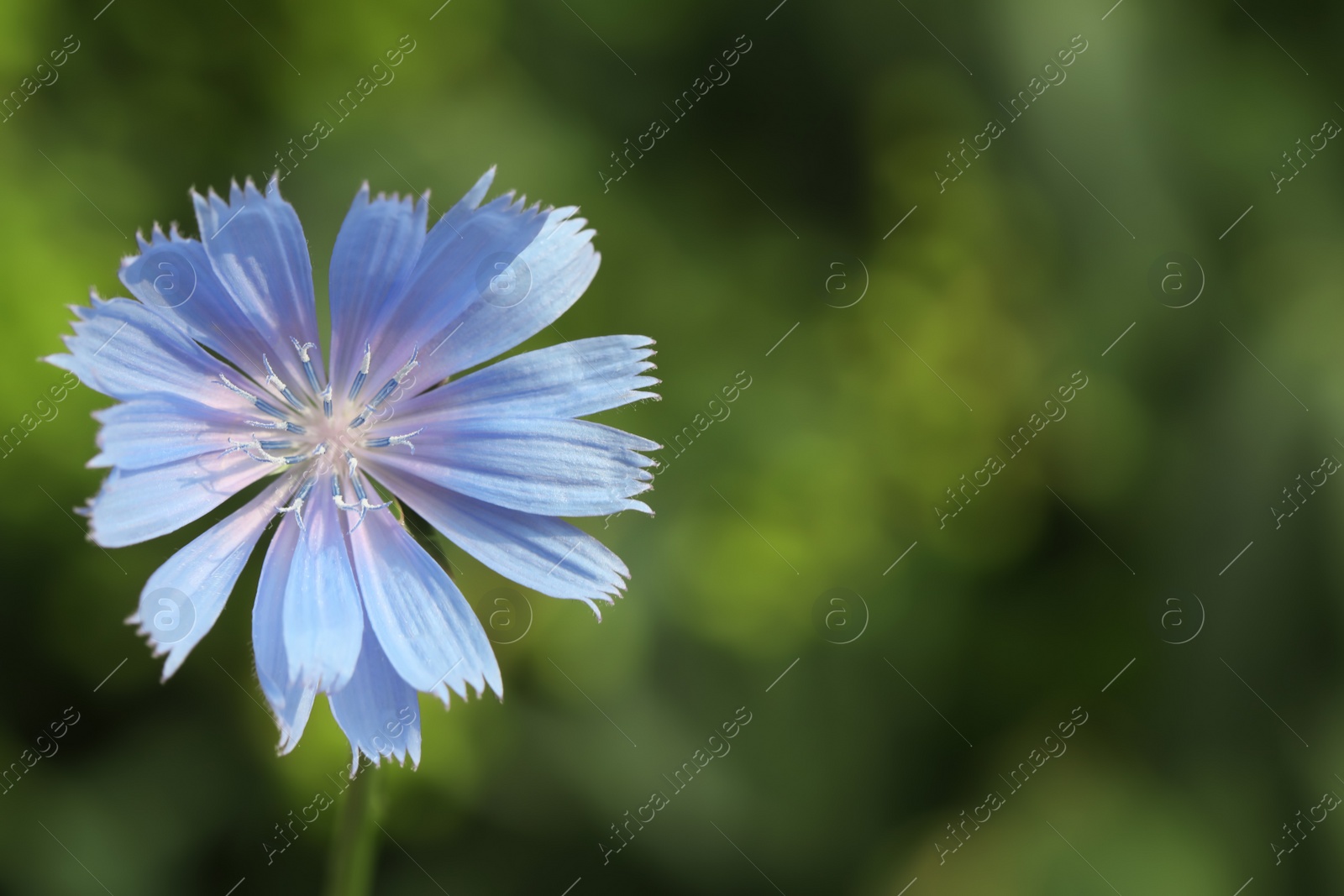 Beautiful blooming chicory flower growing outdoors, closeup. Space for text Photo of Beautiful blooming chicory flower growing outdoors, closeup. Space for text