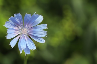 Beautiful blooming chicory flower growing outdoors, closeup. Space for text Photo of Beautiful blooming chicory flower growing outdoors, closeup. Space for text