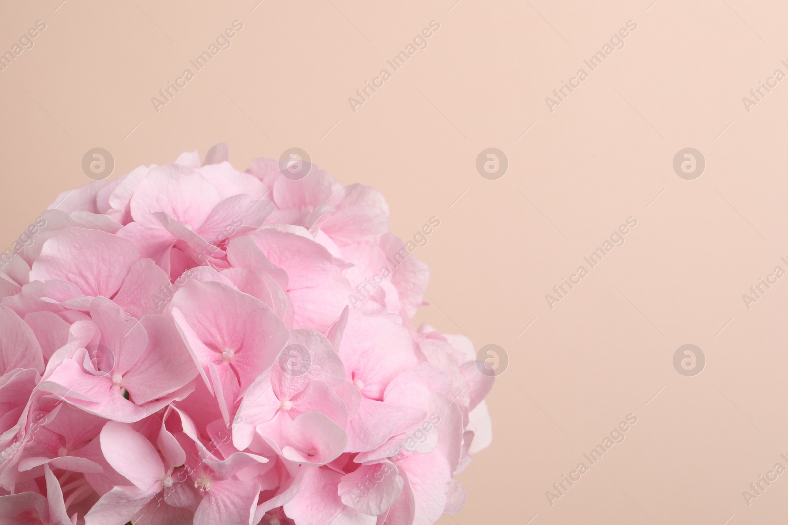 Beautiful bright hortensia flowers on beige background. Space for text Photo of Beautiful bright hortensia flowers on beige background. Space for text