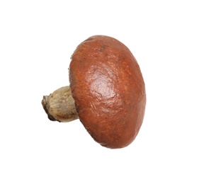 Fresh slippery jack mushroom isolated on white Photo of Fresh slippery jack mushroom isolated on white