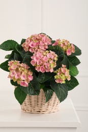 Beautiful blooming pink hortensia in wicker basket on white table Photo of Beautiful blooming pink hortensia in wicker basket on white table