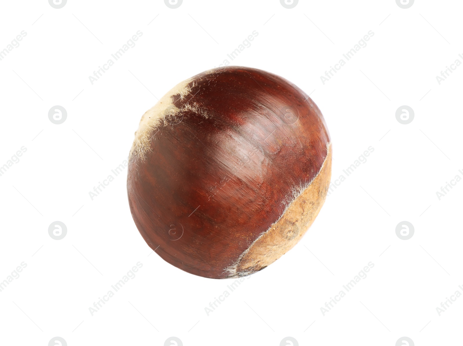 Fresh sweet edible chestnut isolated on white Photo of Fresh sweet edible chestnut isolated on white