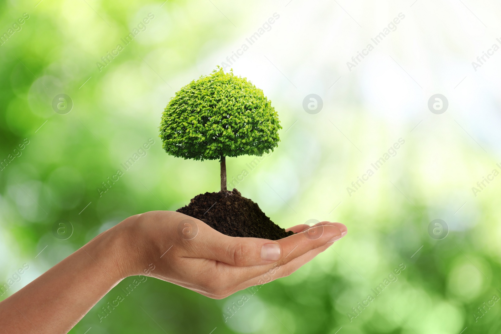 Woman holding pile of soil with small tree on blurred green background, closeup. Eco friendly lifestyle Image of Woman holding pile of soil with small tree on blurred green background, closeup. Eco friendly lifestyle