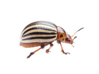 Photo of One colorado potato beetle isolated on white