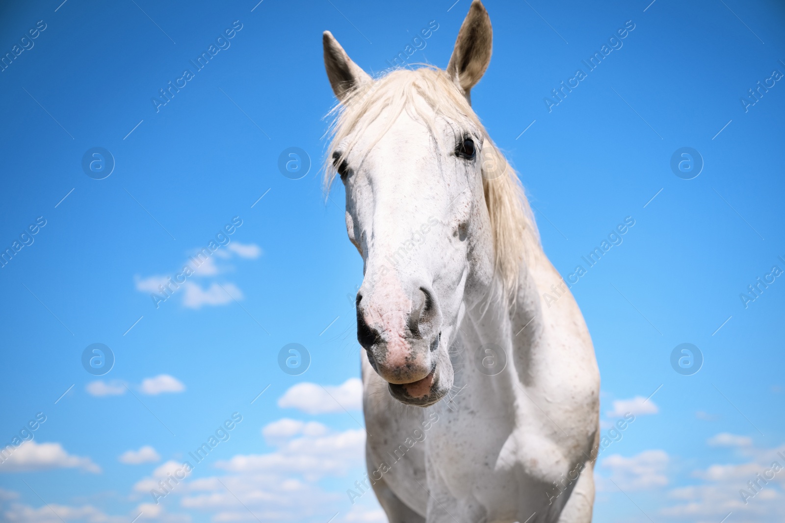 Grey horse outdoors on sunny day, closeup. Beautiful pet Photo of Grey horse outdoors on sunny day, closeup. Beautiful pet
