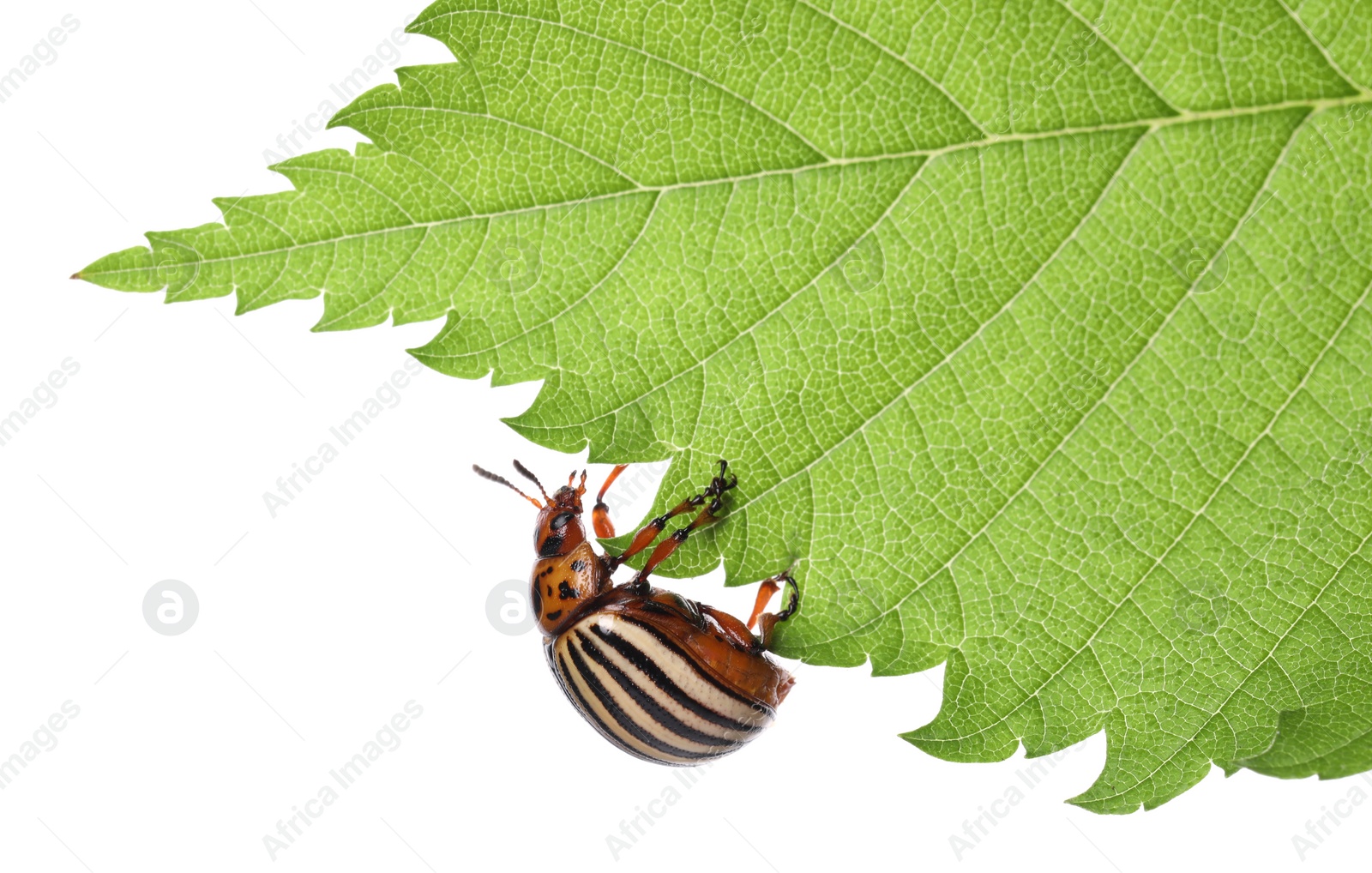 Colorado potato beetle on green leaf against white background Photo of Colorado potato beetle on green leaf against white background