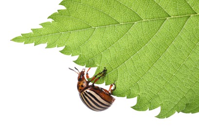 Colorado potato beetle on green leaf against white background Photo of Colorado potato beetle on green leaf against white background