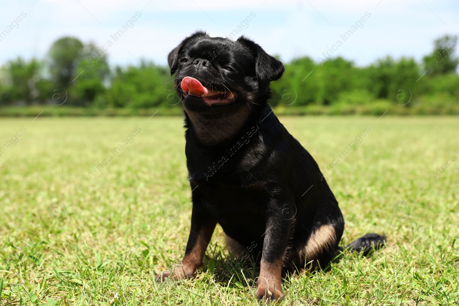 Adorable black Petit Brabancon dog sitting on green grass outdoors Image of Adorable black Petit Brabancon dog sitting on green grass outdoors