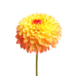 Beautiful yellow dahlia flower on white background Photo of Beautiful yellow dahlia flower on white background