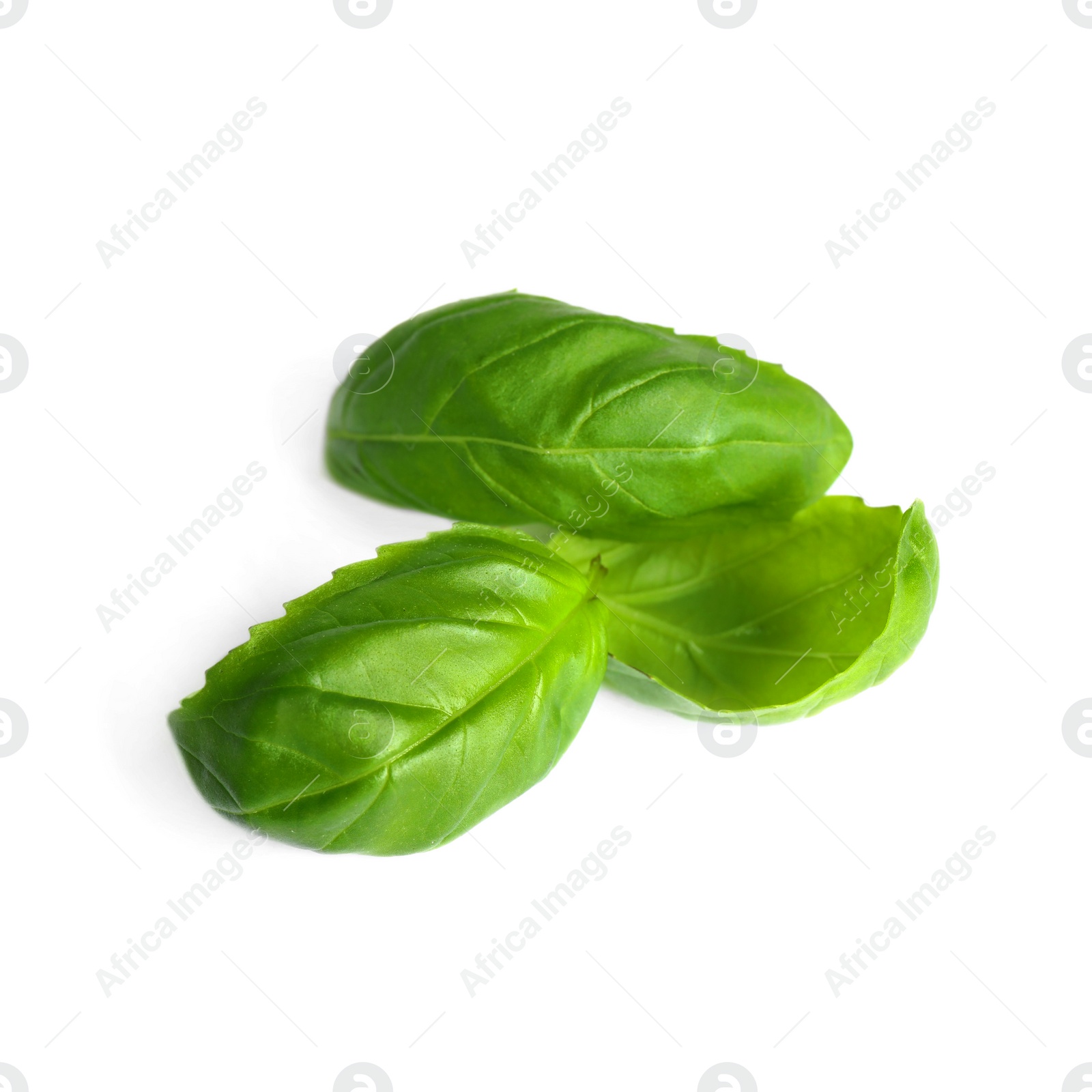 Fresh green basil leaves isolated on white Photo of Fresh green basil leaves isolated on white