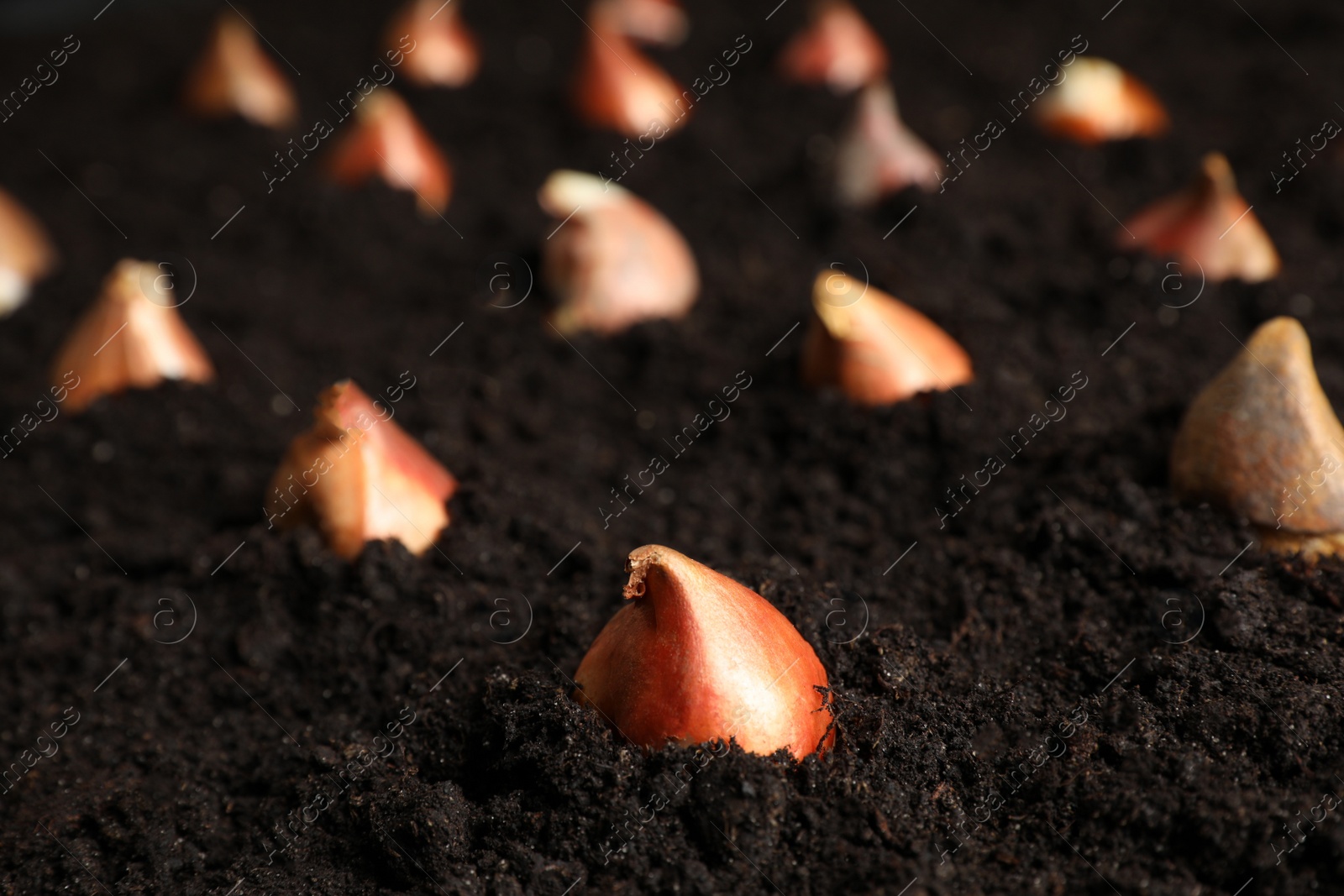 Many tulip bulbs planted in soil, closeup Photo of Many tulip bulbs planted in soil, closeup