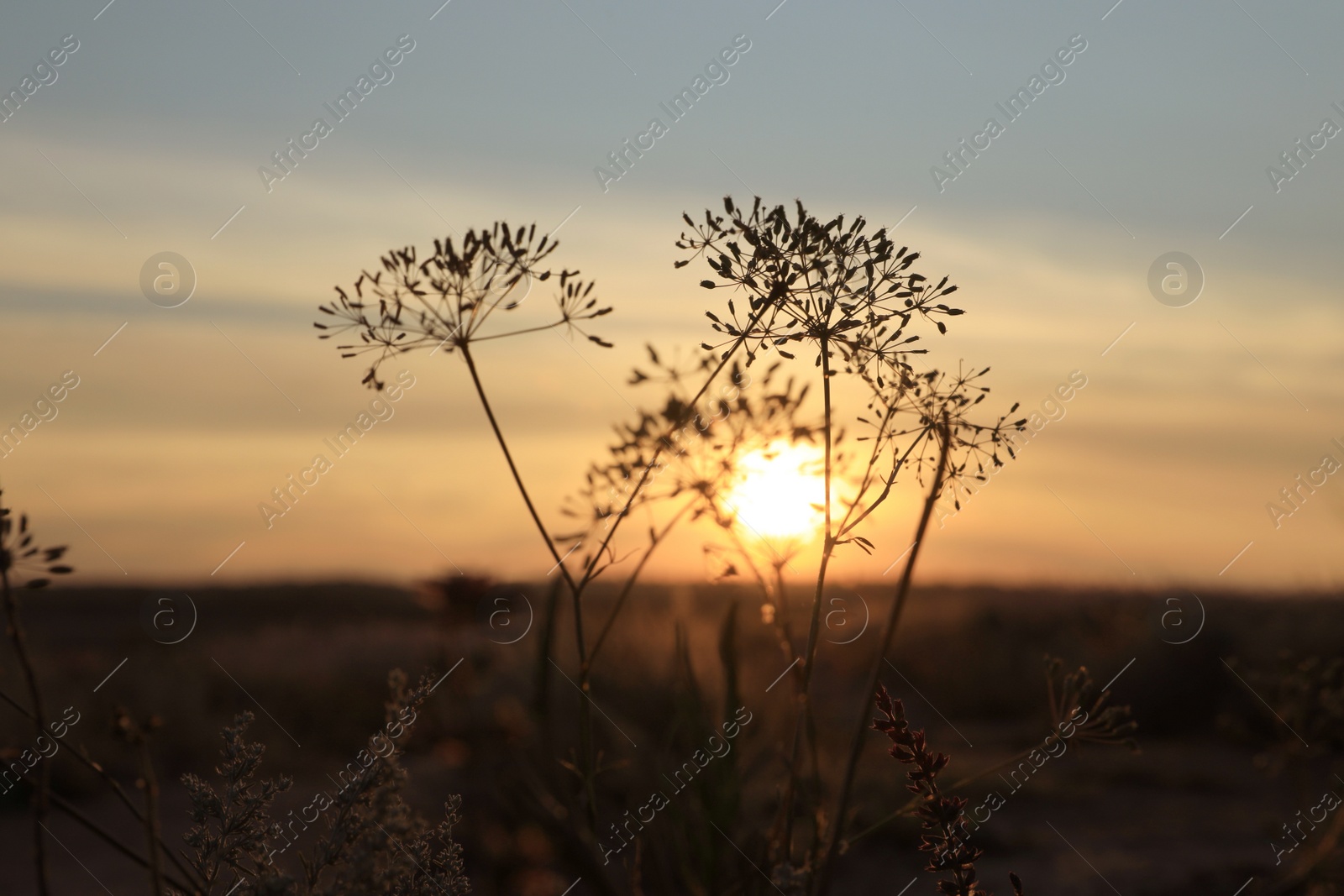 Beautiful wild flowers in field at sunrise. Early morning landscape Photo of Beautiful wild flowers in field at sunrise. Early morning landscape