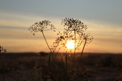 Beautiful wild flowers in field at sunrise. Early morning landscape Photo of Beautiful wild flowers in field at sunrise. Early morning landscape
