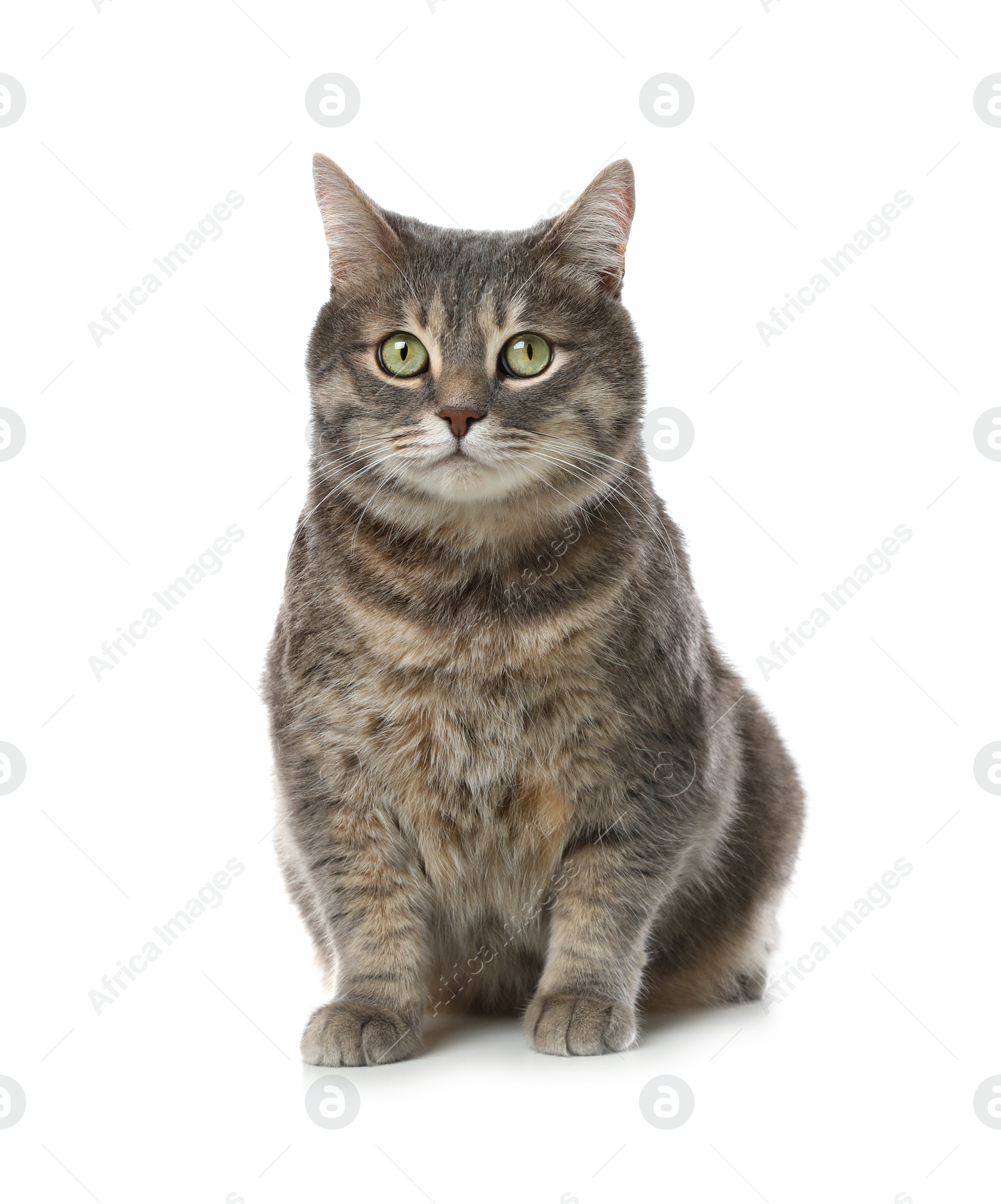 Beautiful grey tabby cat on white background. Cute pet Photo of Beautiful grey tabby cat on white background. Cute pet