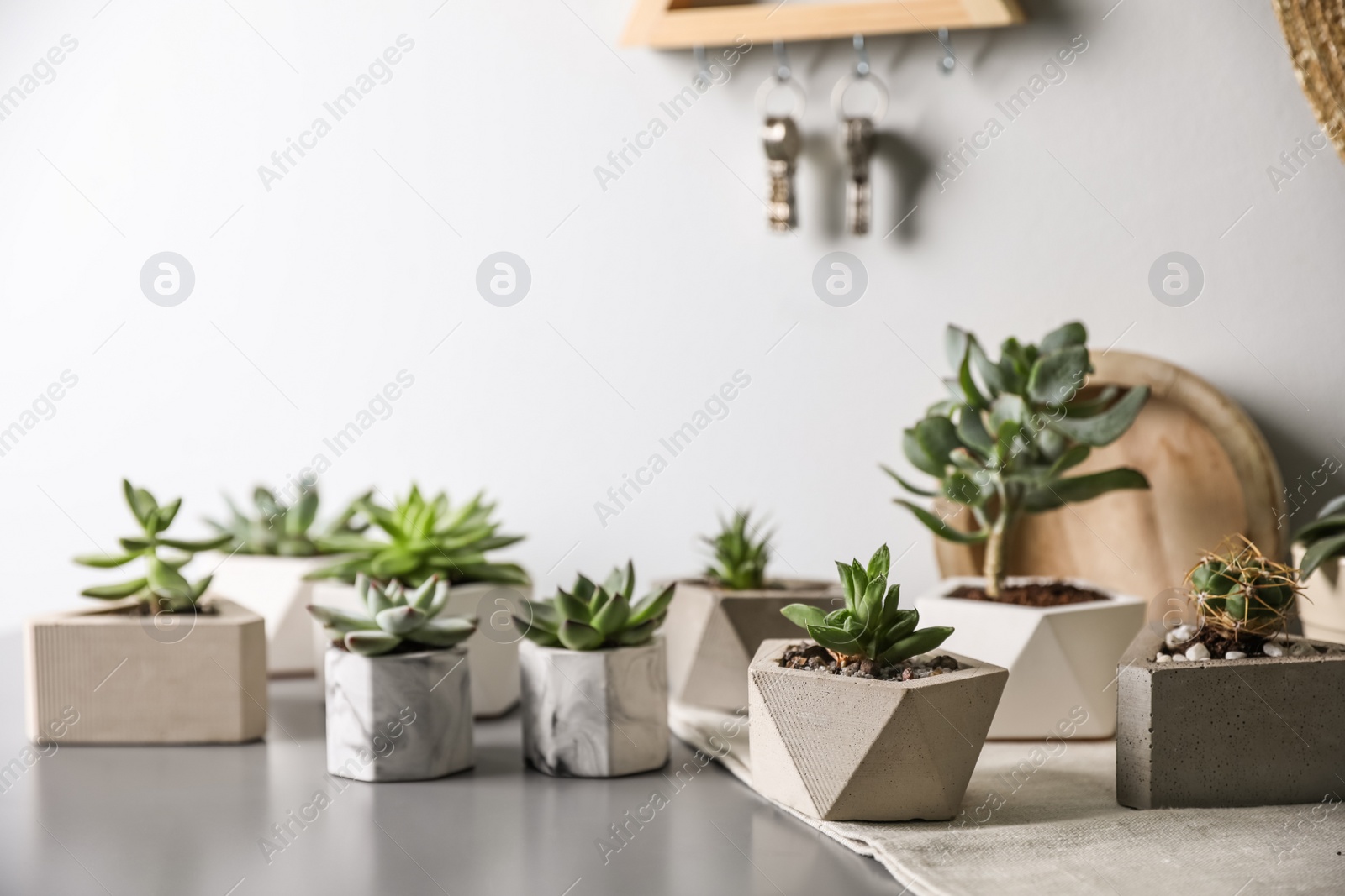 Beautiful succulents on grey table. Interior decoration Photo of Beautiful succulents on grey table. Interior decoration
