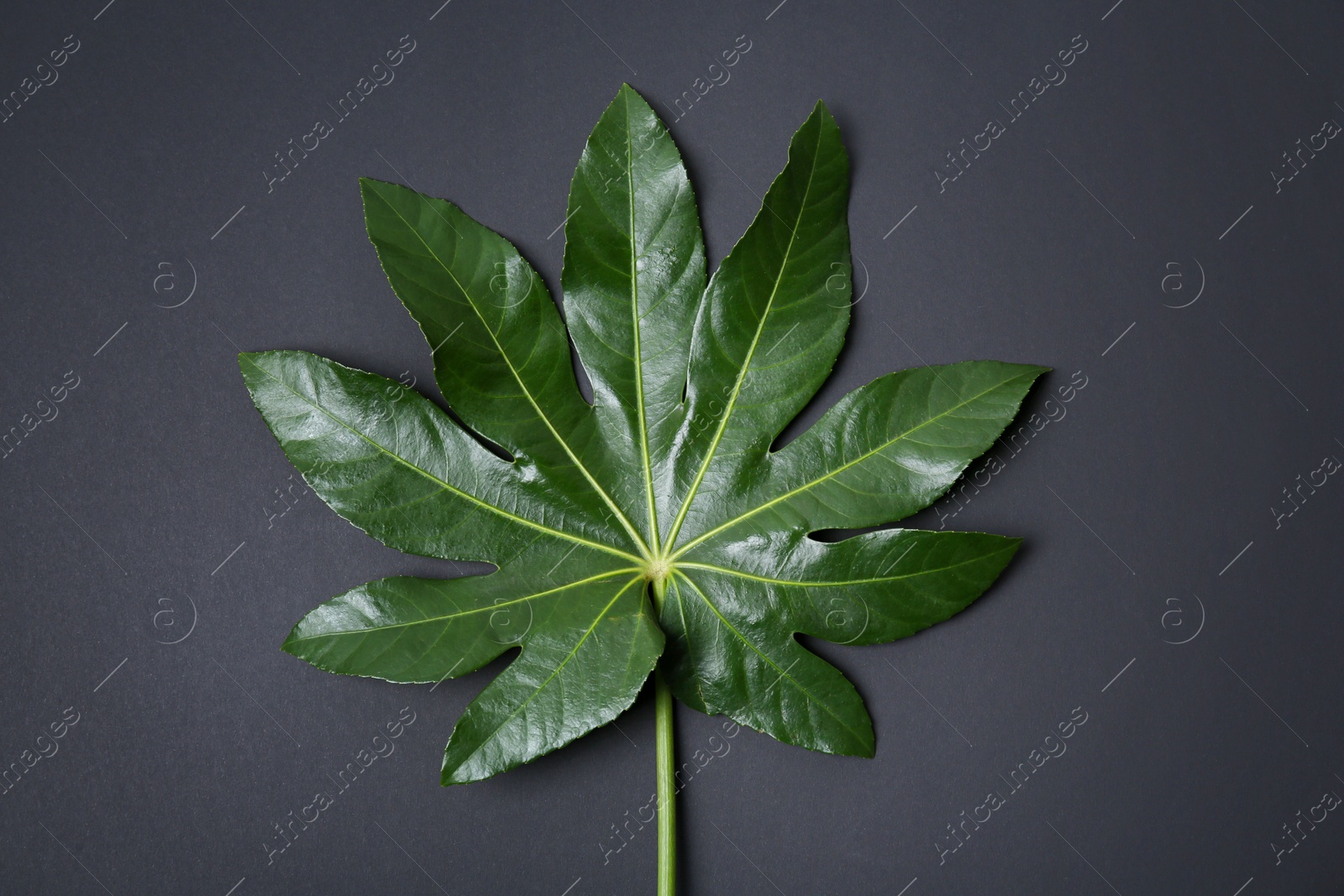 Big tropical leaf on dark background Photo of Big tropical leaf on dark background