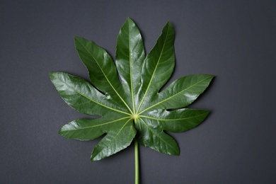 Big tropical leaf on dark background Photo of Big tropical leaf on dark background