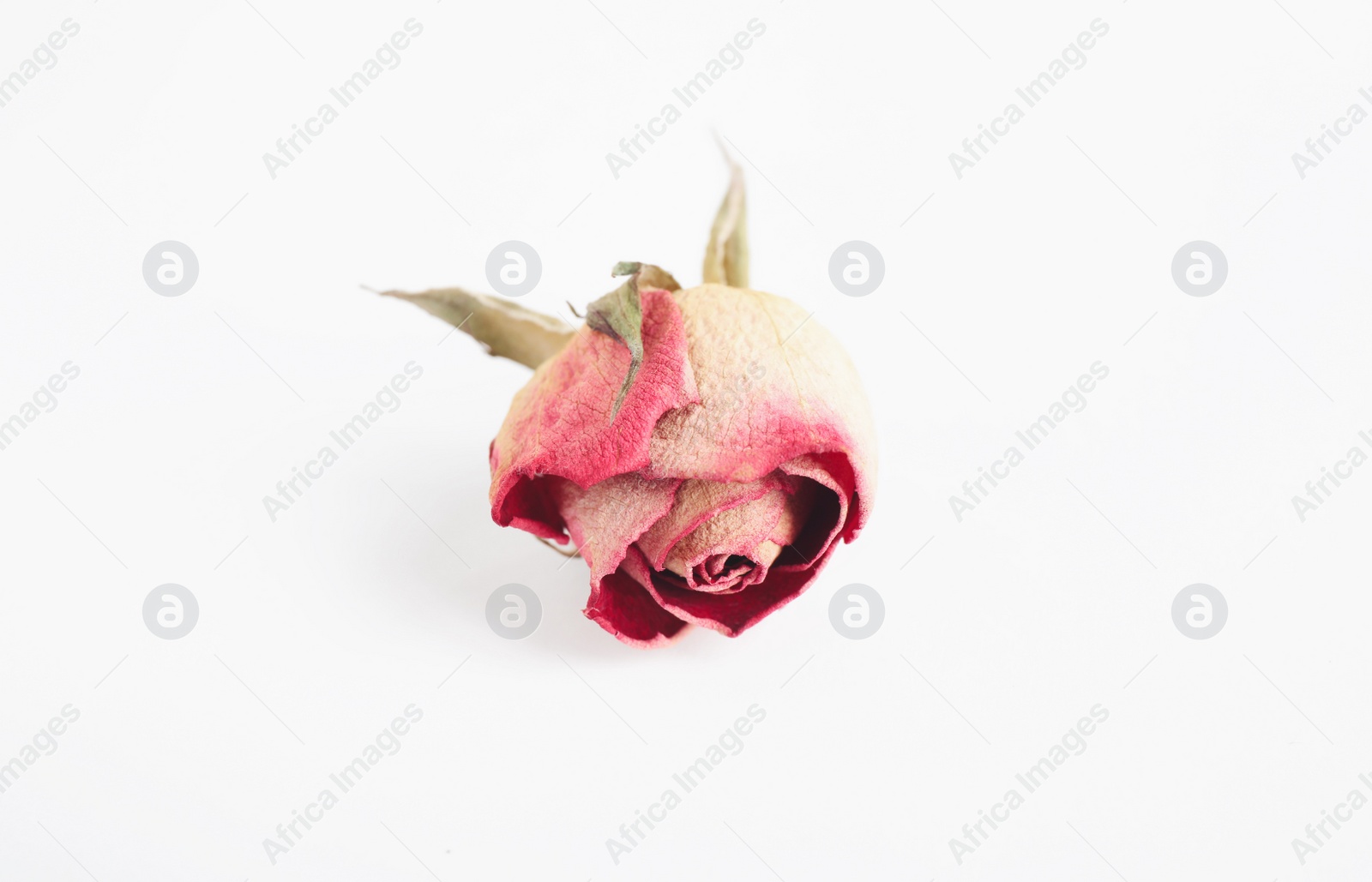 Beautiful dry rose flower isolated on white Photo of Beautiful dry rose flower isolated on white