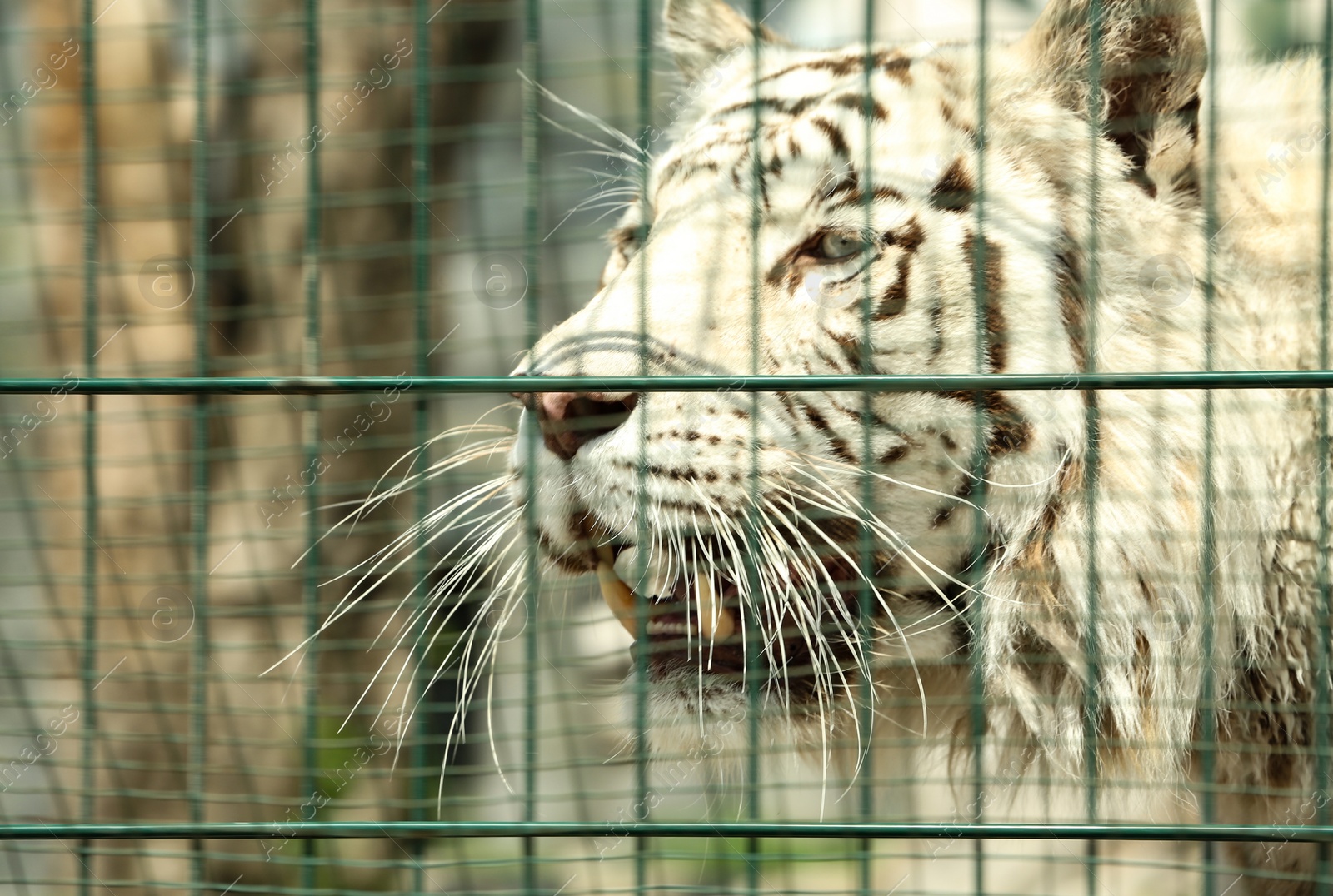 Closeup view of Bengal white tiger at enclosure in zoo Photo of Closeup view of Bengal white tiger at enclosure in zoo